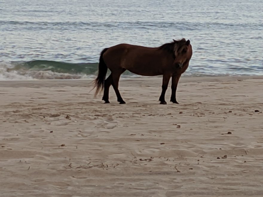 Assateague State Park