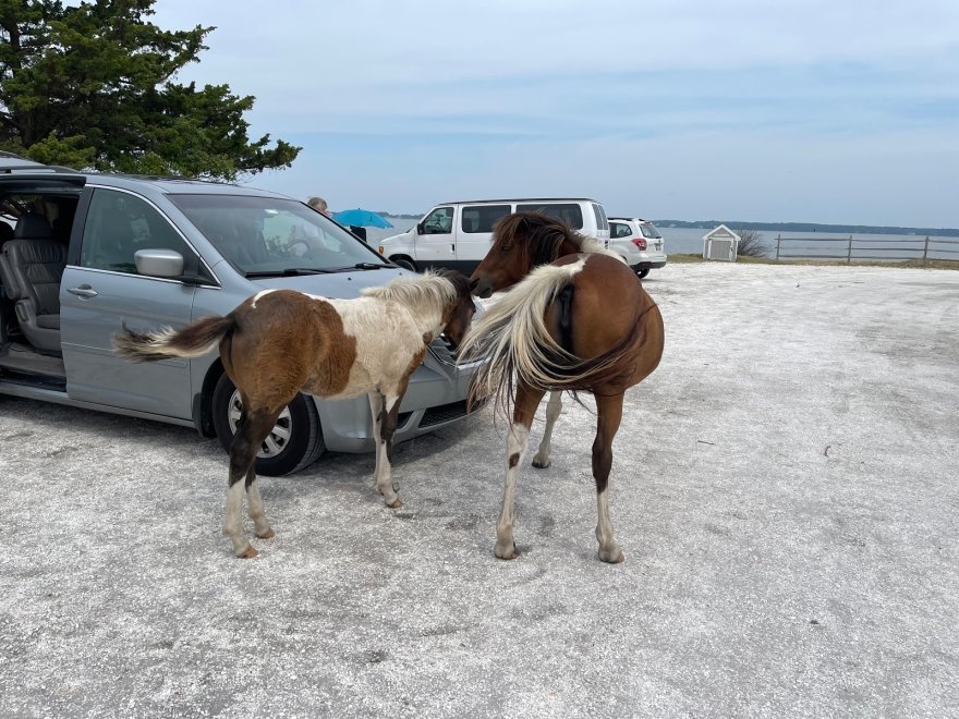 Assateague Outfitters